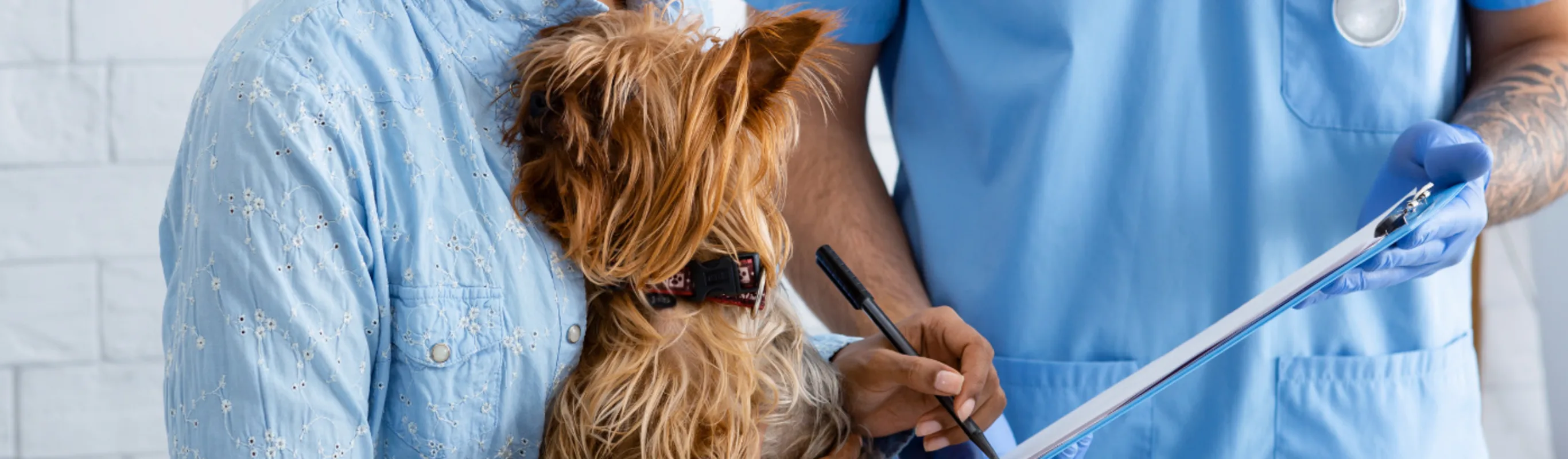 A photo of a Yorkie being checked out by a veterinary professional while being held by its pet parent